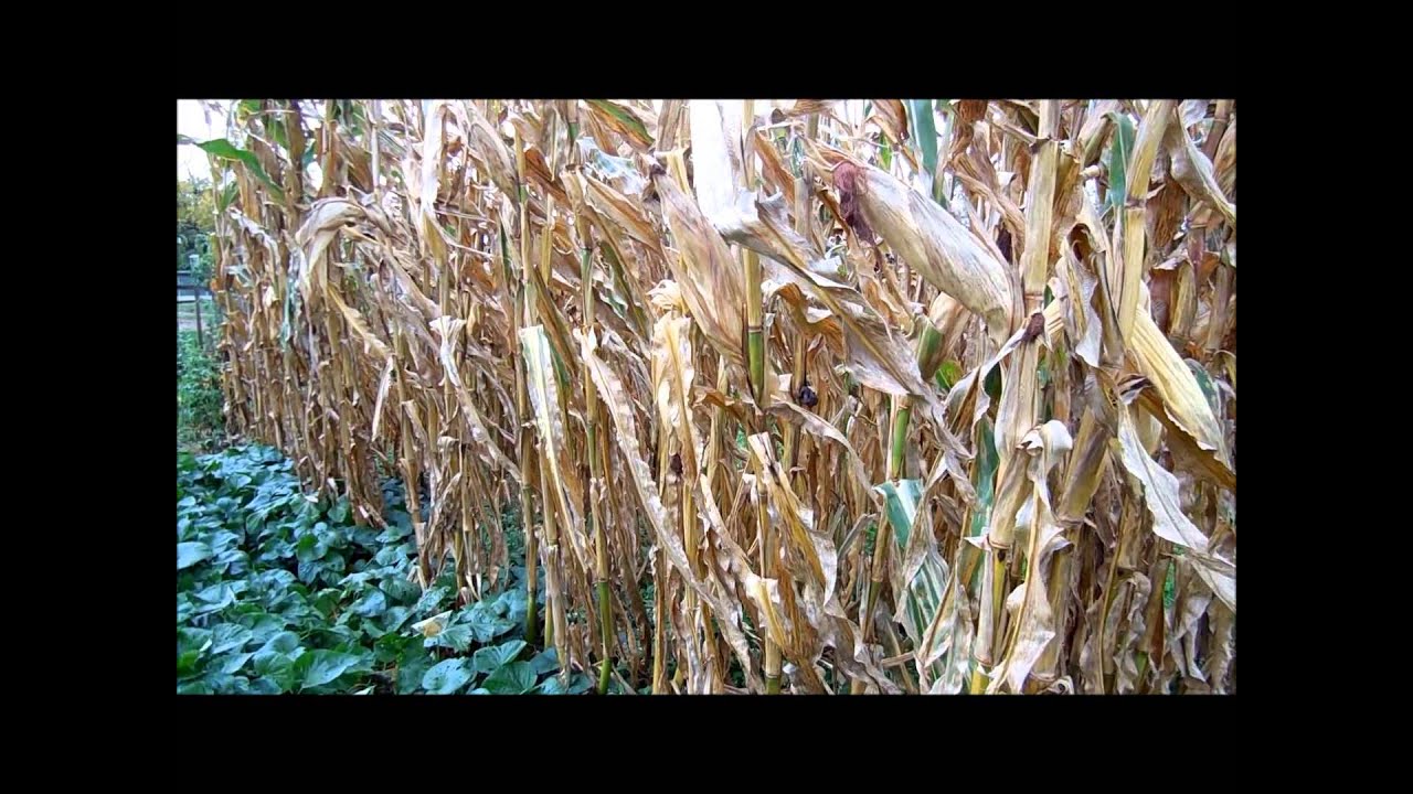 #125 Open Pollinated Corn