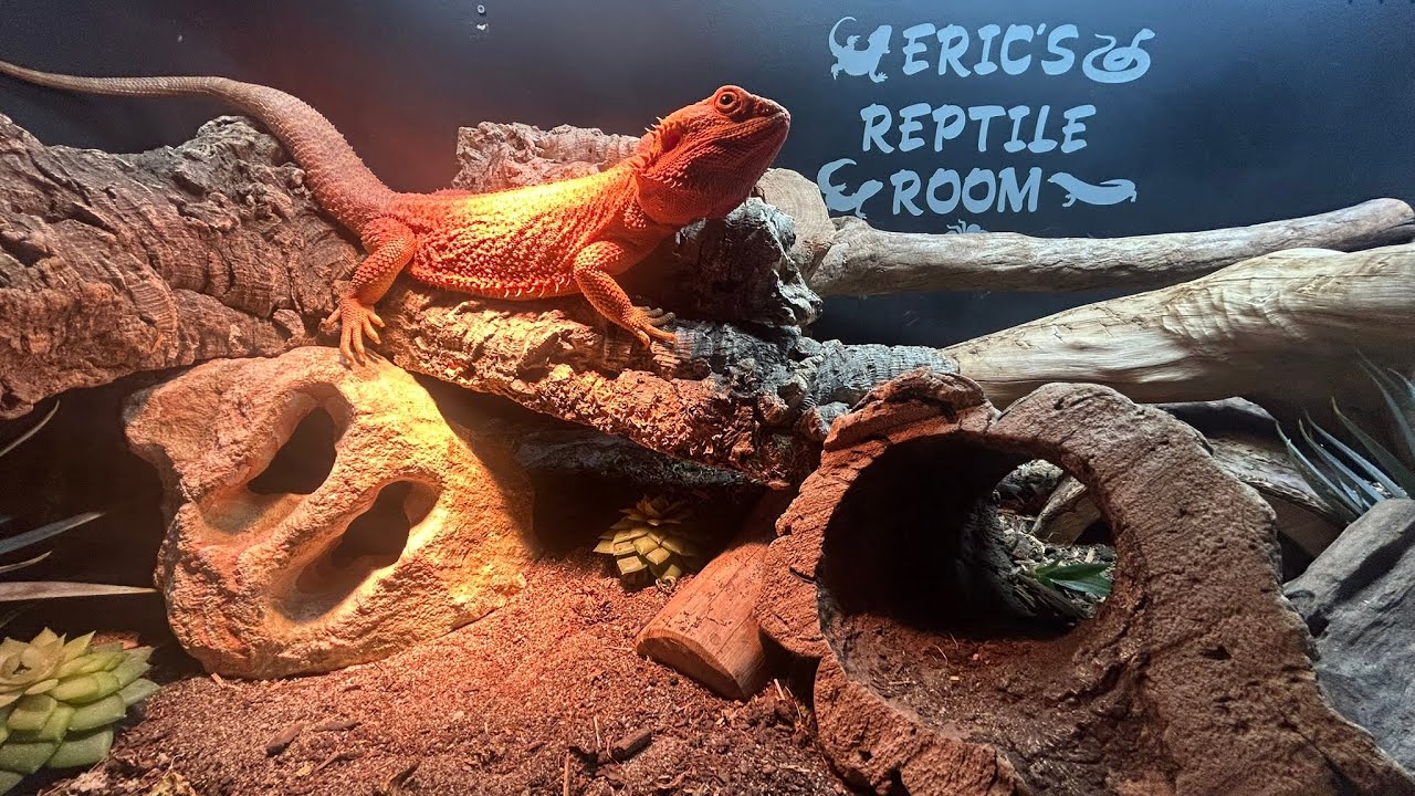Bathing Torch The Bearded Dragon 