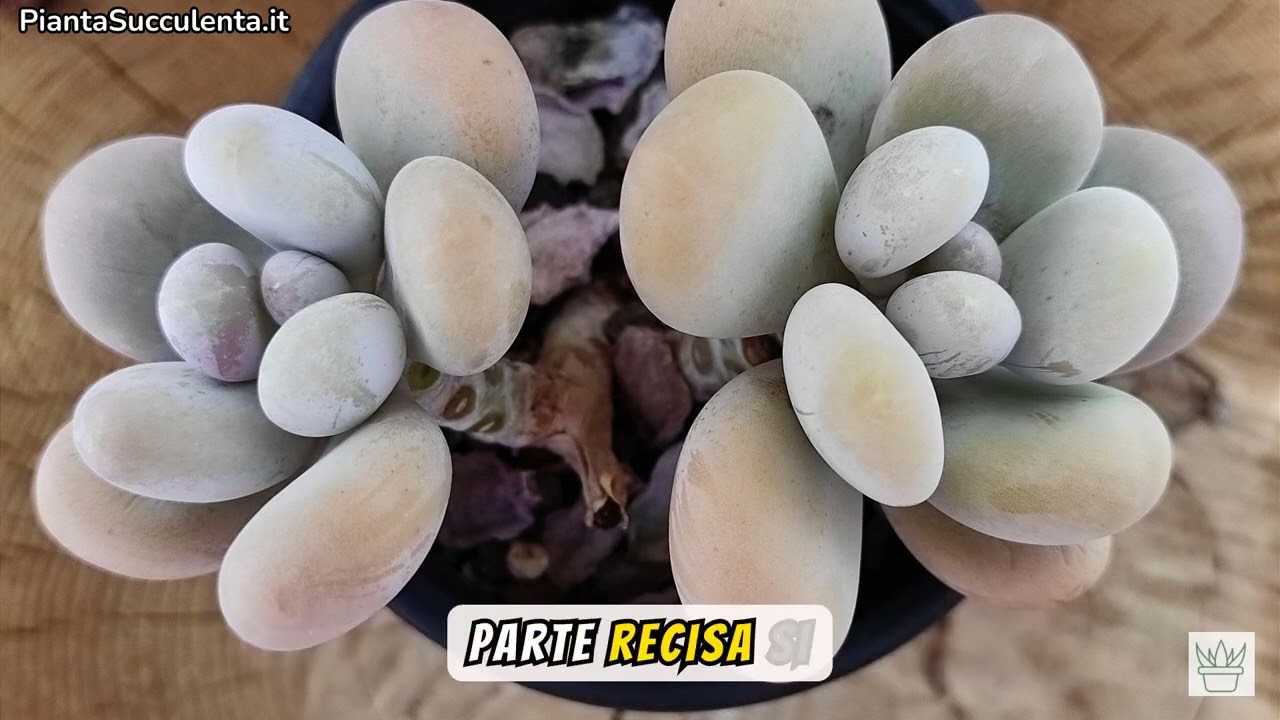 La Pianta dei Confetti: Scopri la Pachyphytum Oviferum! Non Crederai Quanto è Facile Coltivarla 🌸✨