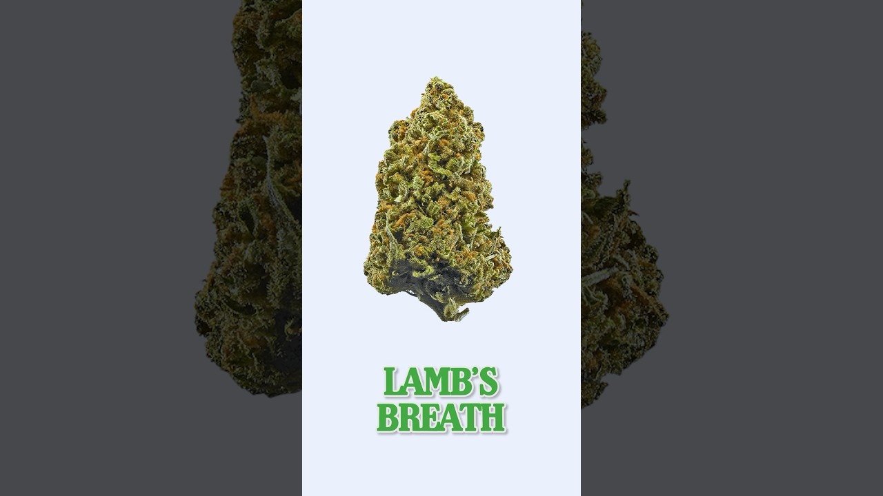 Lamb&rsquo;s Breath STINKS SO GOOD! #review #sativa #weed #lambsbreath #kevinhart
