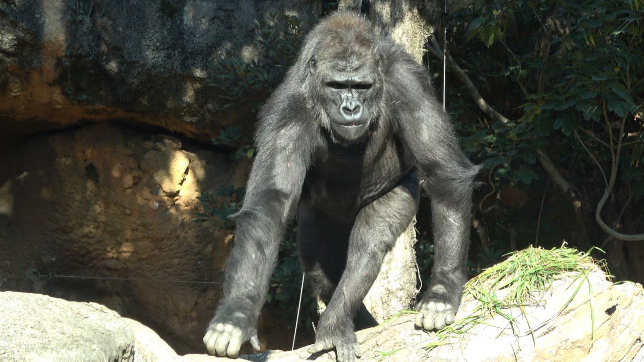 餌を拾いながらひたすら歩き回るアニー☺️　ゴリラ　【上野動物園】　2026年1月29日