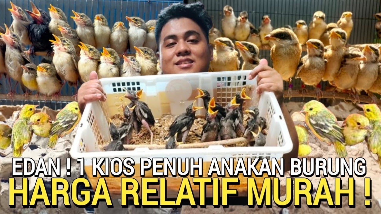PARAH ! ANAKAN BURUNG BERSERAKAN HARGA RELATIF MURAH DI PASAR BURUNG PRAMUKA HARI INI