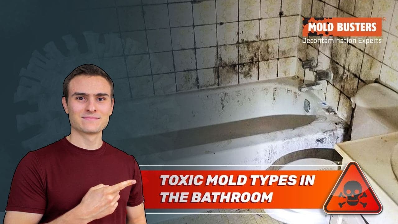 📈 Mold Statistics - Toxic Mold Types Found in Bathrooms 📊👨&zwj;🔬 - Mold Busters