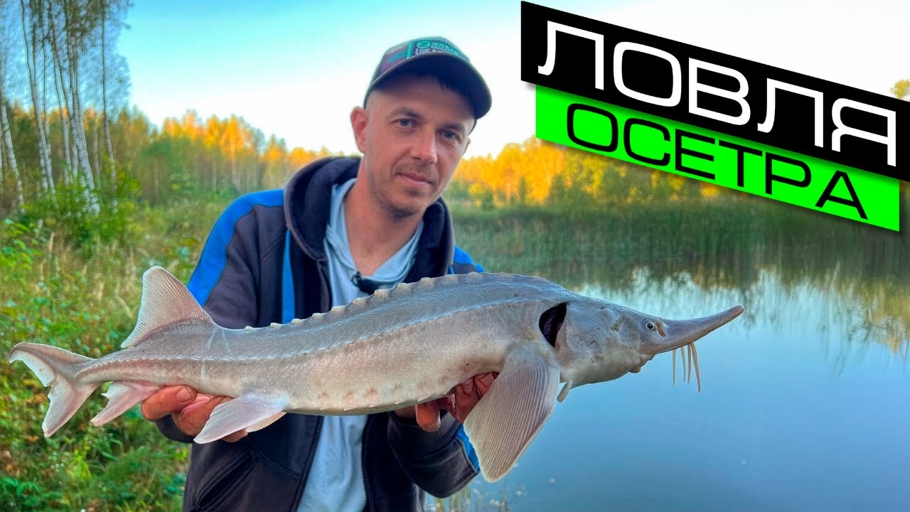 ЛОВЛЯ ОСЕТРА / ЛОВЛЯ ОСЕТРА НА ФИДЕР / FROS FISHING
