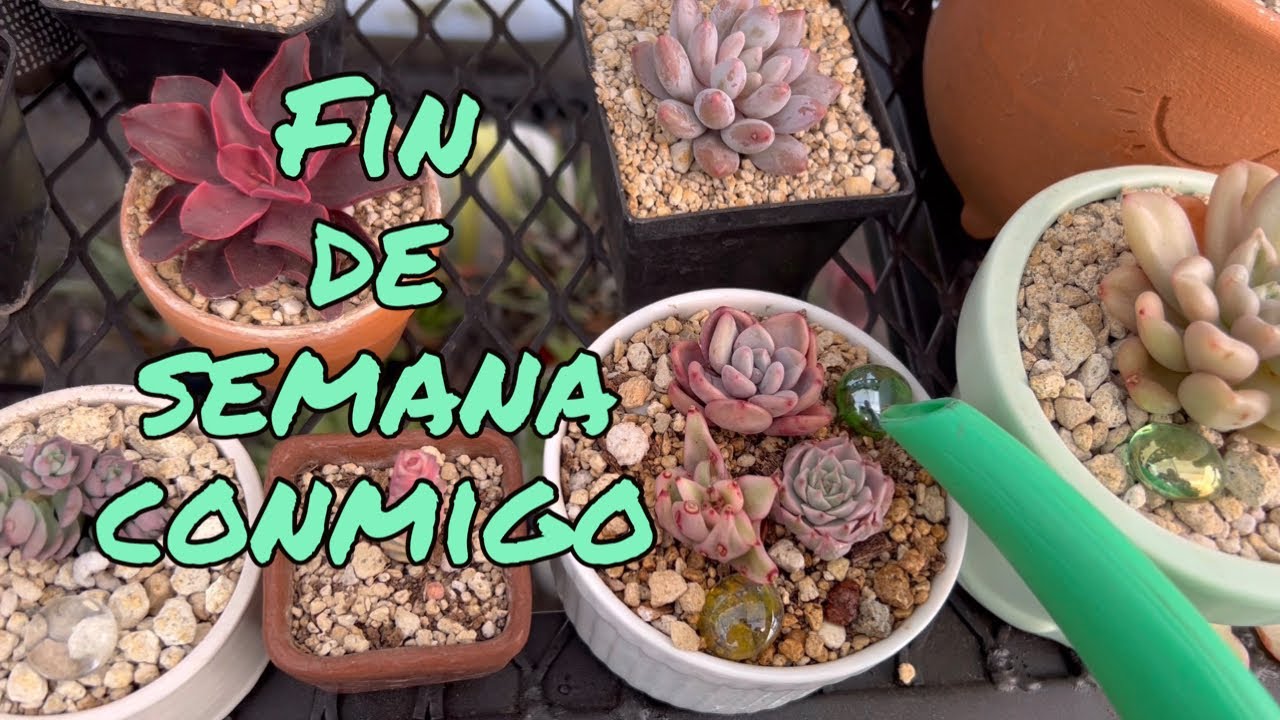 Un fin de semana conmigo | Regando | Sushi | Suculentas.