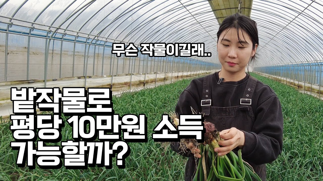 버려지는 양파를 심어 평당 10만원 고소득 작물로 바꾼 방법