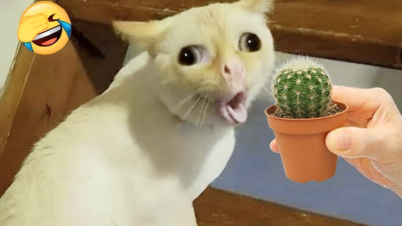 Вы не сможете перестать смеяться 😹🐕 Лучшие смешные кошки и собаки 2025 года
