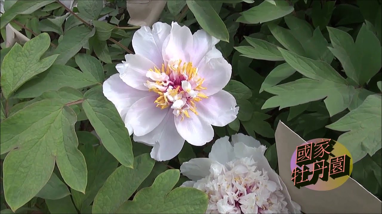 Tree Peony