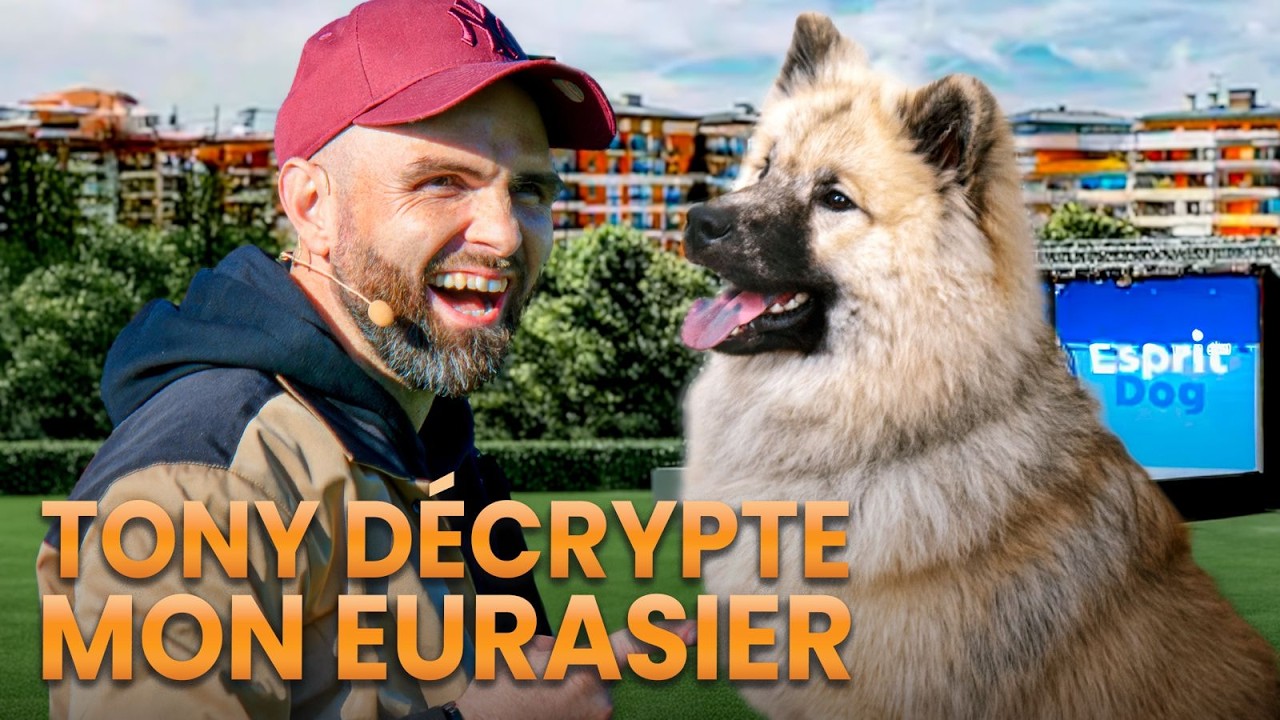 Tony d'ESPRIT DOG dit 