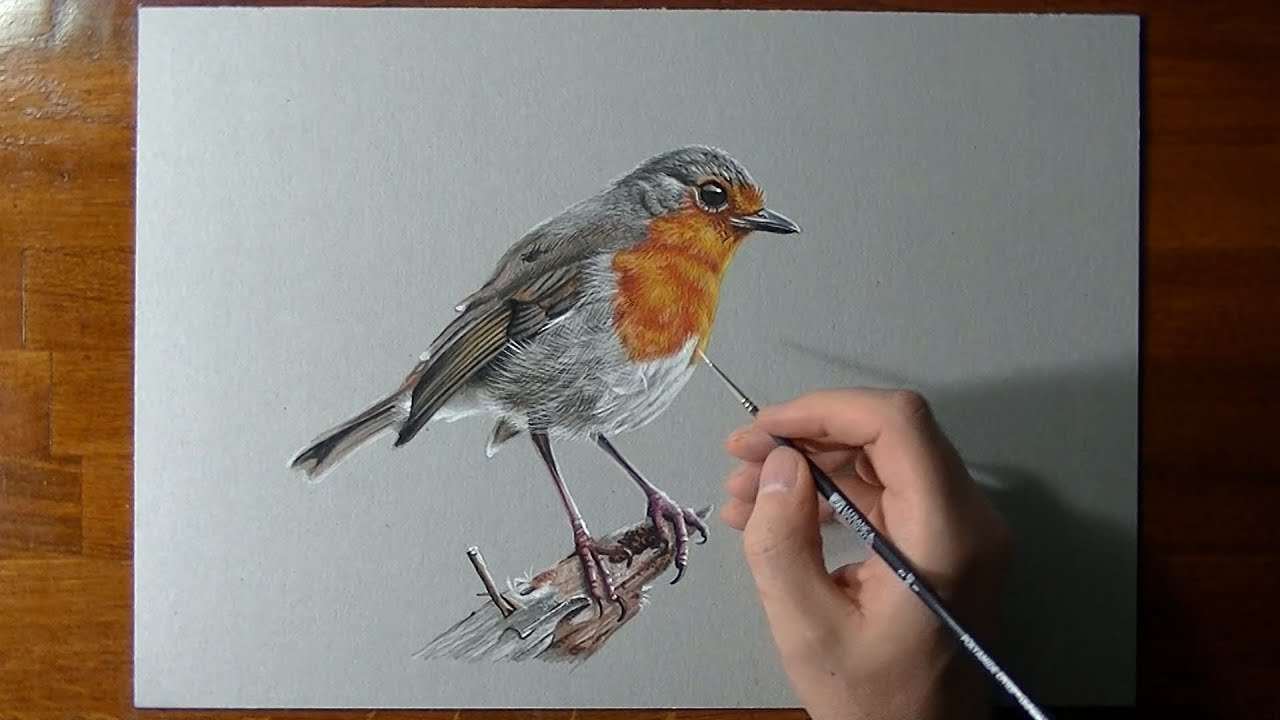 Disegno realistico in timelapse: pettirosso