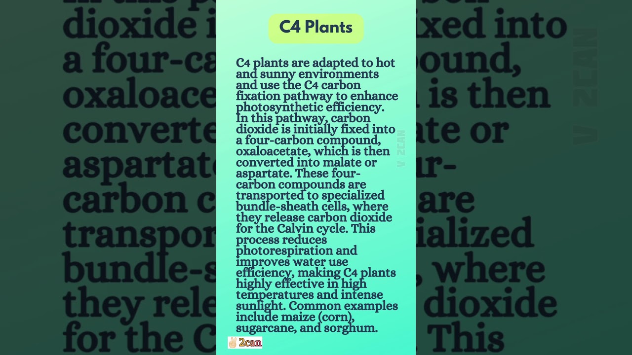 What is C4 plants|UGC NET|Environmental Science|Msc