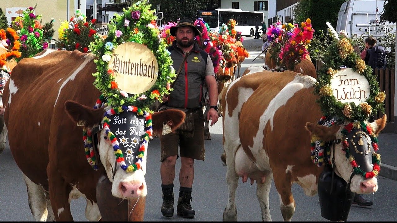 Almabtrieb - Hotel Elisabeth/Scherrhof/Fam. Walch - Kirchberg Tirol