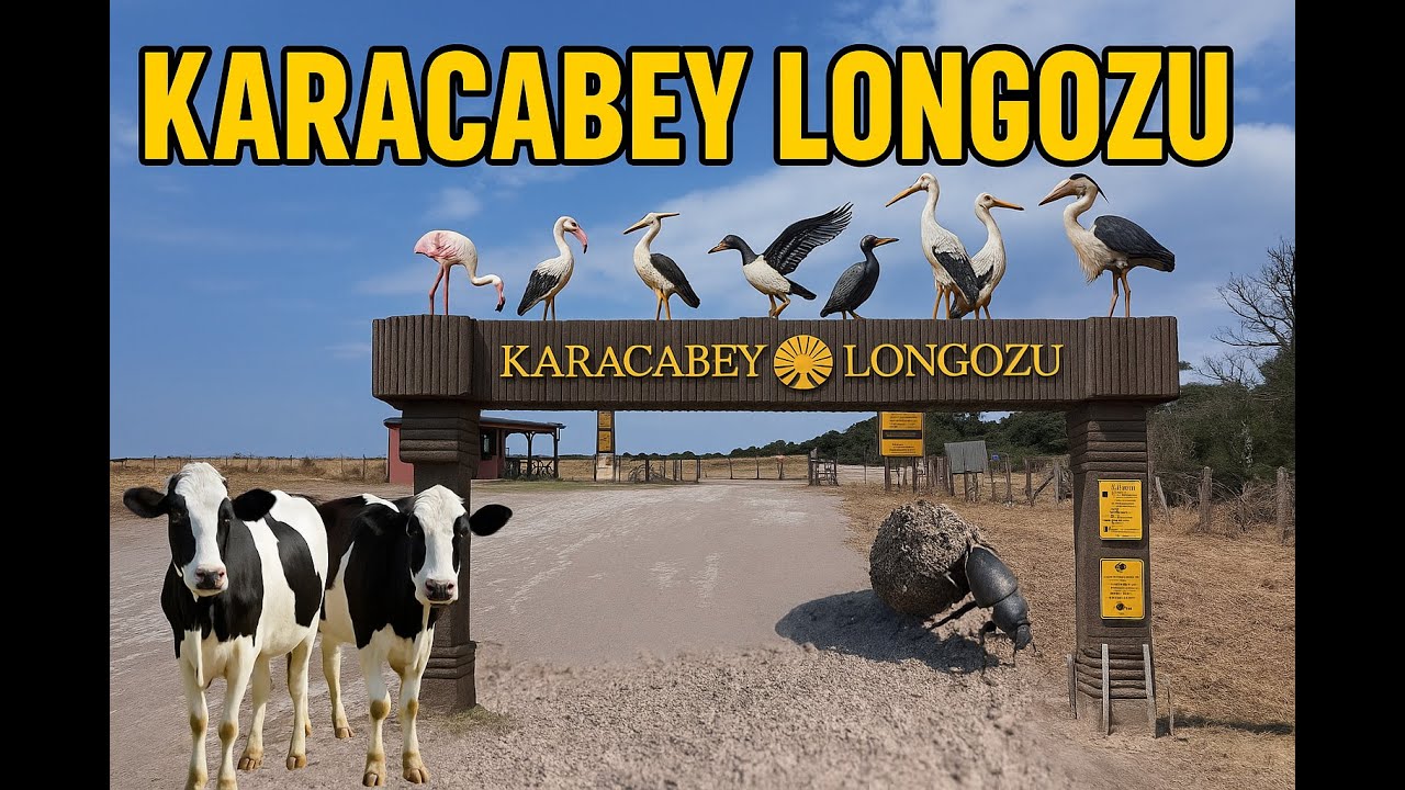KARACABEY LONGOZU - MALKARA PLAJI - KARACABEY LONGOZ ORMANLARI - KARACABEY MALKARA HALK PLAJI