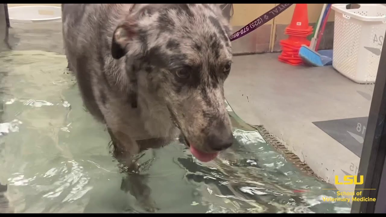 Online Open House: Underwater Treadmill