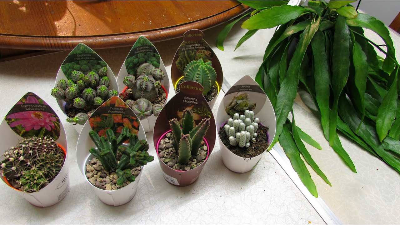 My New Year Cactus & Succulent Plant Haul