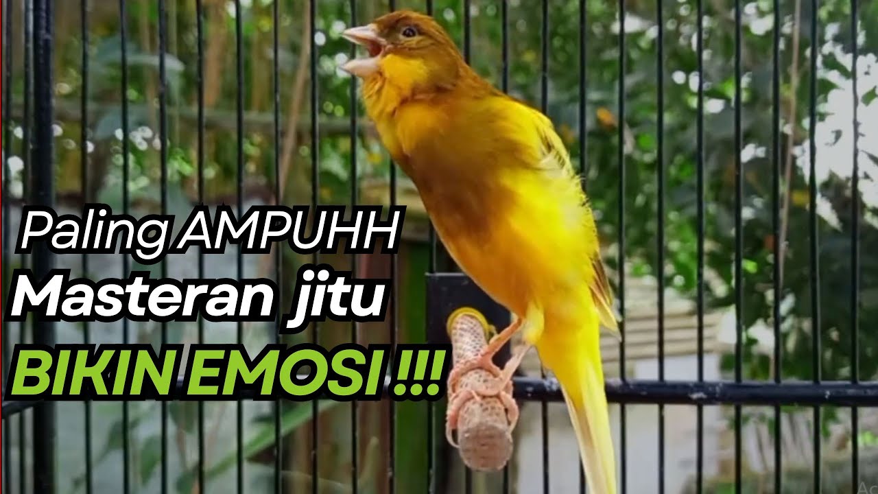 KENARI GACOR Cuit CUIT BIRAHI UNTUK PANCINGAN & MASTERAN Kenari PAUD AGAR BUNYI