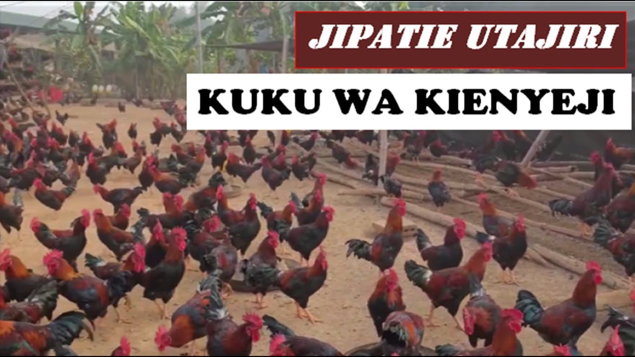 TAJIRIKA KWA UFUGAJI WA KUKU WA KIENYEJI:Mambo matano muhimu ya kufuga kuku wa kienyeji kisasa