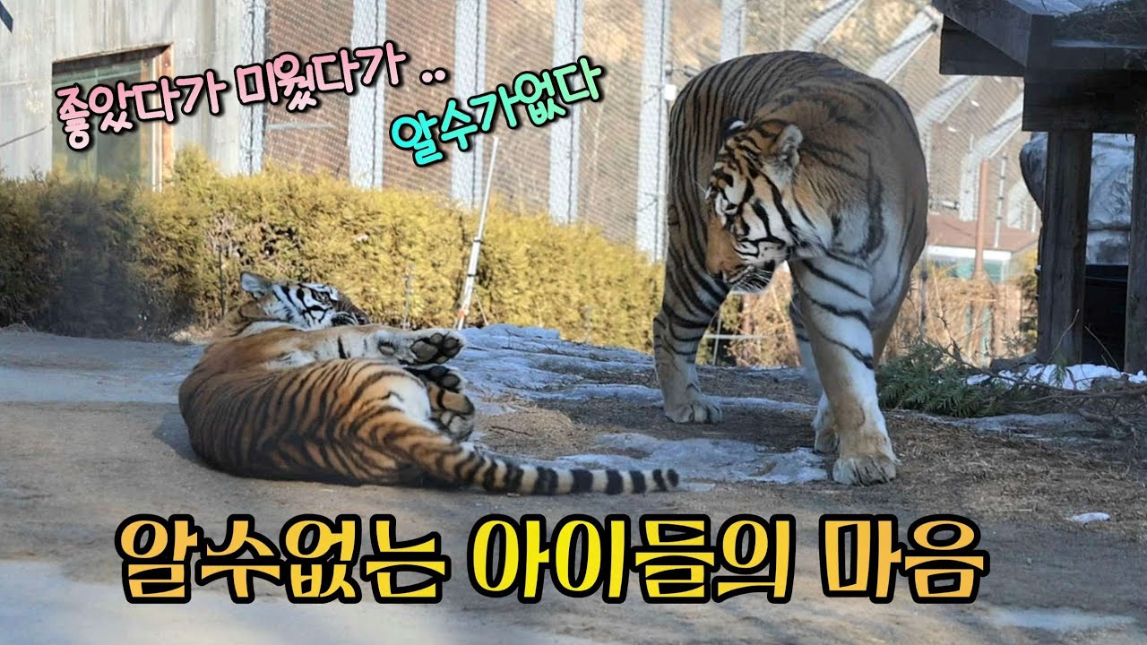 [3부] 알수없는 아이들의 컨디션에 이모도 태범이만 불러서 미안해😓