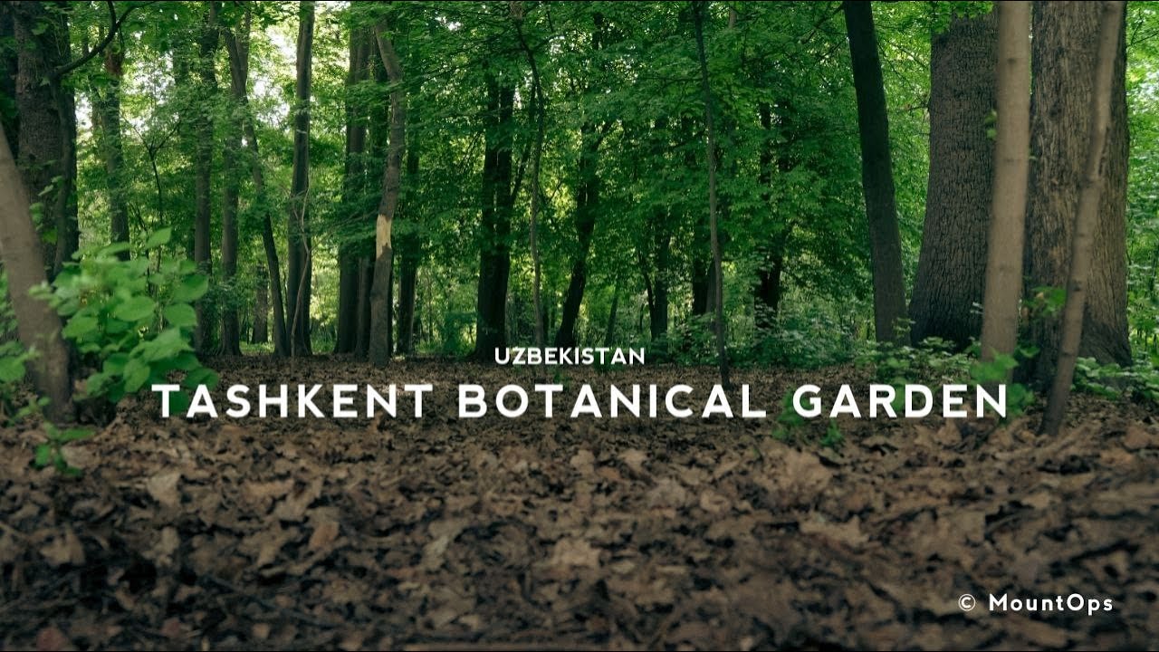 Tashkent Botanical Garden | Uzbekistan | 4K Nature