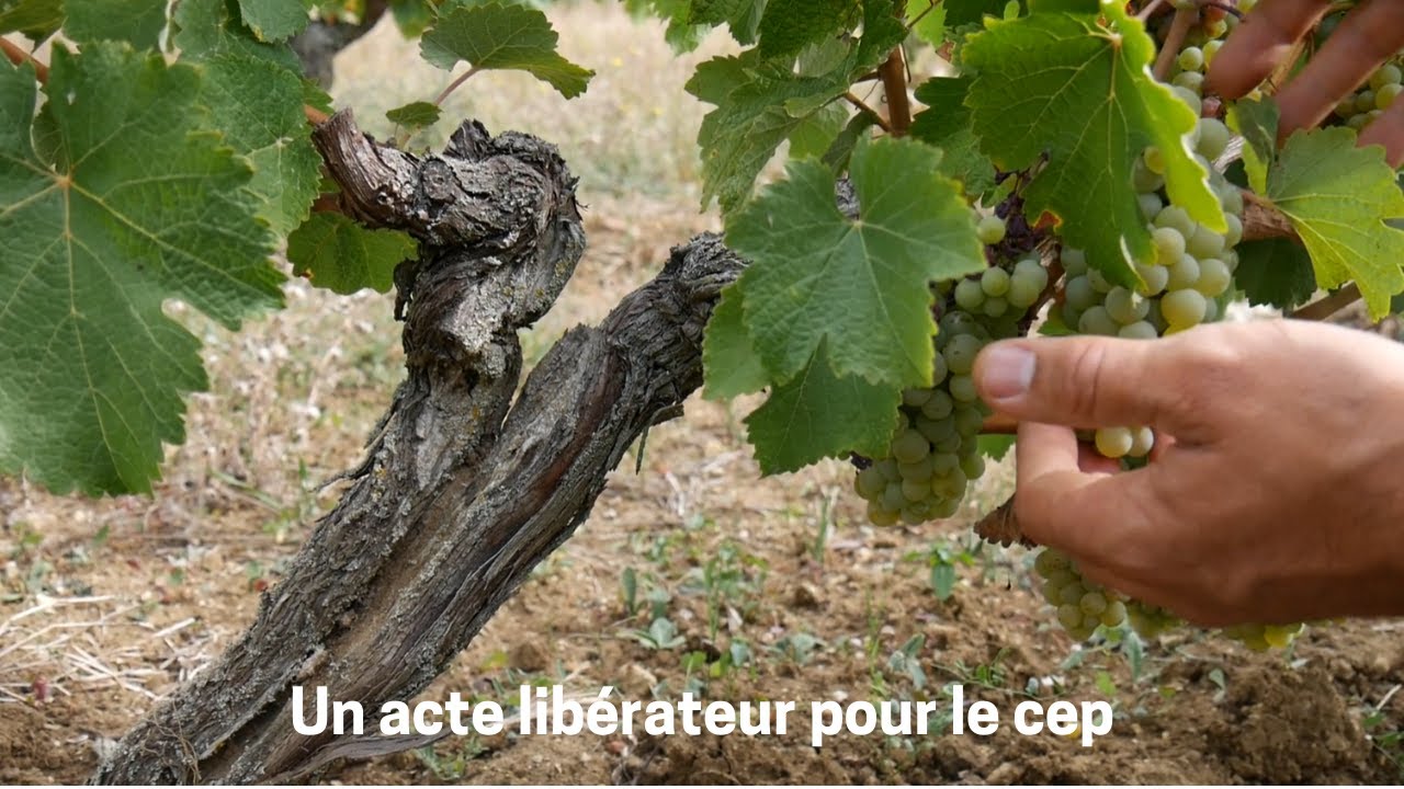 Le curetage contre le dépérissement de la vigne