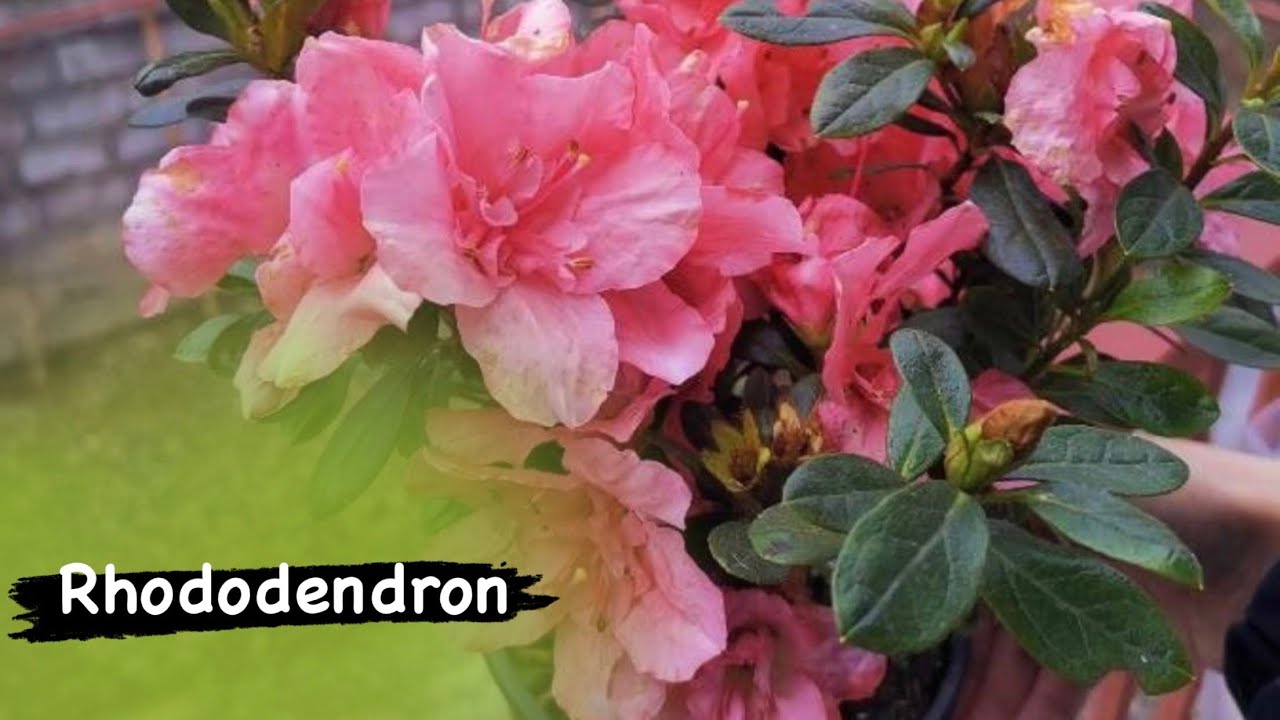 Açelya hakkında bilmeniz gereken herşey! Rhododendron ( #Tsutsuji - #Pentanthera )  #açelya #çiçek
