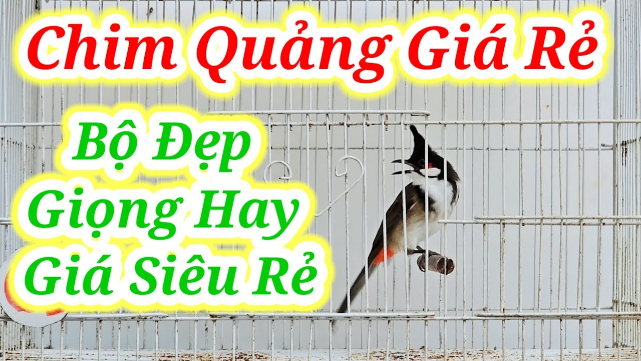 CHÀO MÀO GIÁ RẺ 18/3 #chaomaotranphuong#chaomaotranphuongquannam