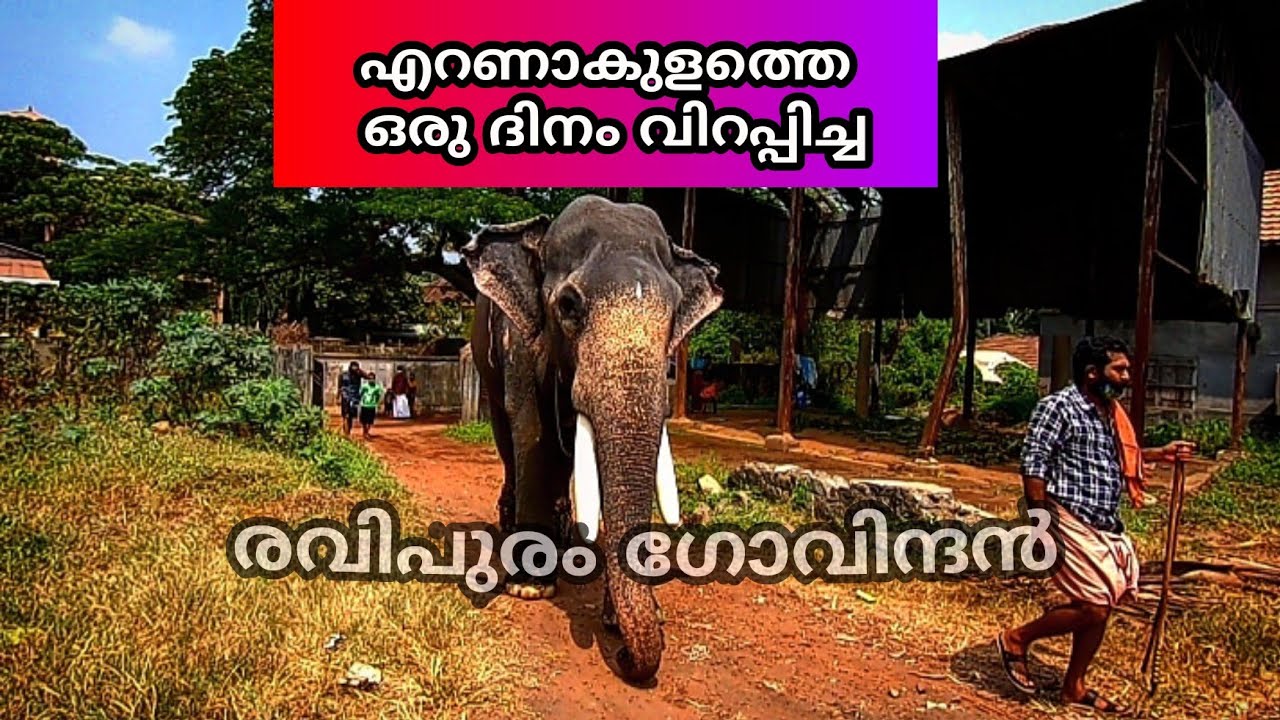 രവിപുരം ഗോവിന്ദൻ | Ravipuram Govindan | Eranakulam Elephant |