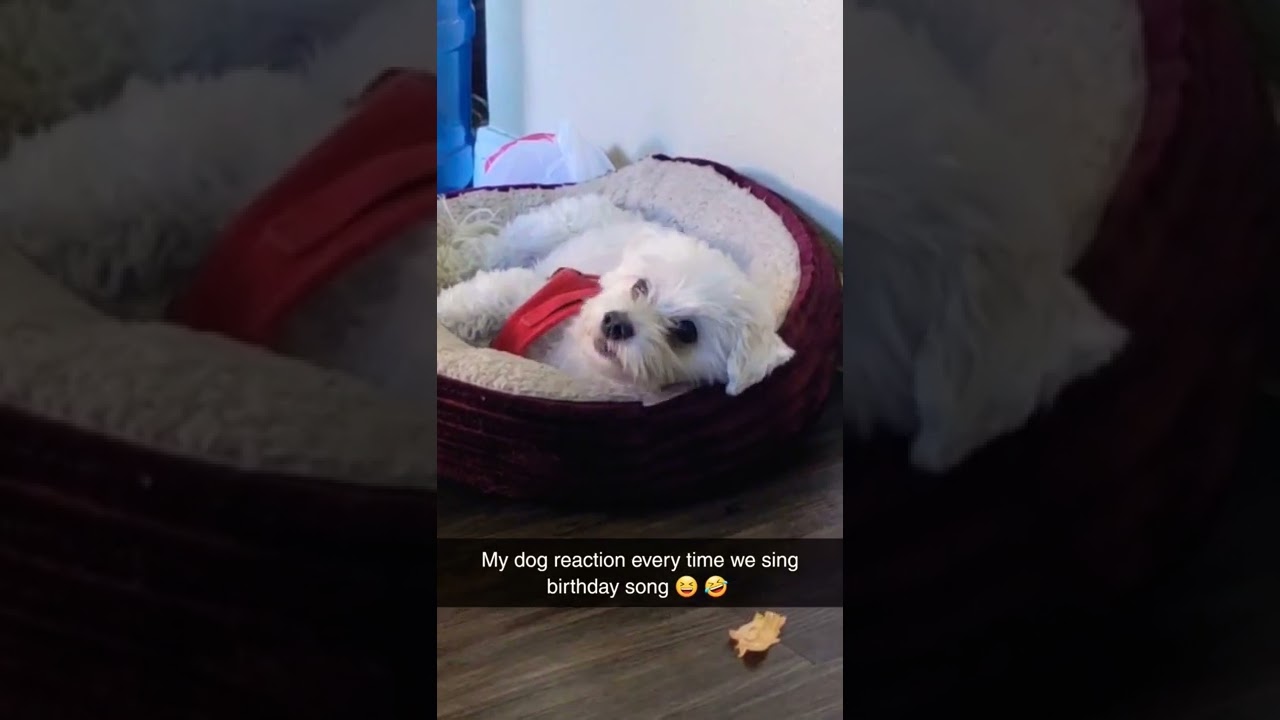 Dog Singing Birthday song #shorts #maltese #cutedog