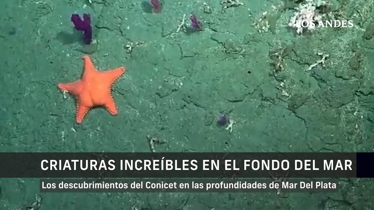 Criaturas increíbles. Los descubrimientos del Conicet en las profundidades de Mar Del Plata