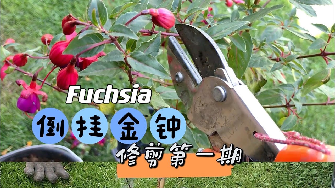 棒棒糖倒挂金钟Fuchsia详解如何修剪/修剪的要点/如何养护和注意事项/如何让状态不好的倒挂金钟重生/修剪第一期/14.06.2022