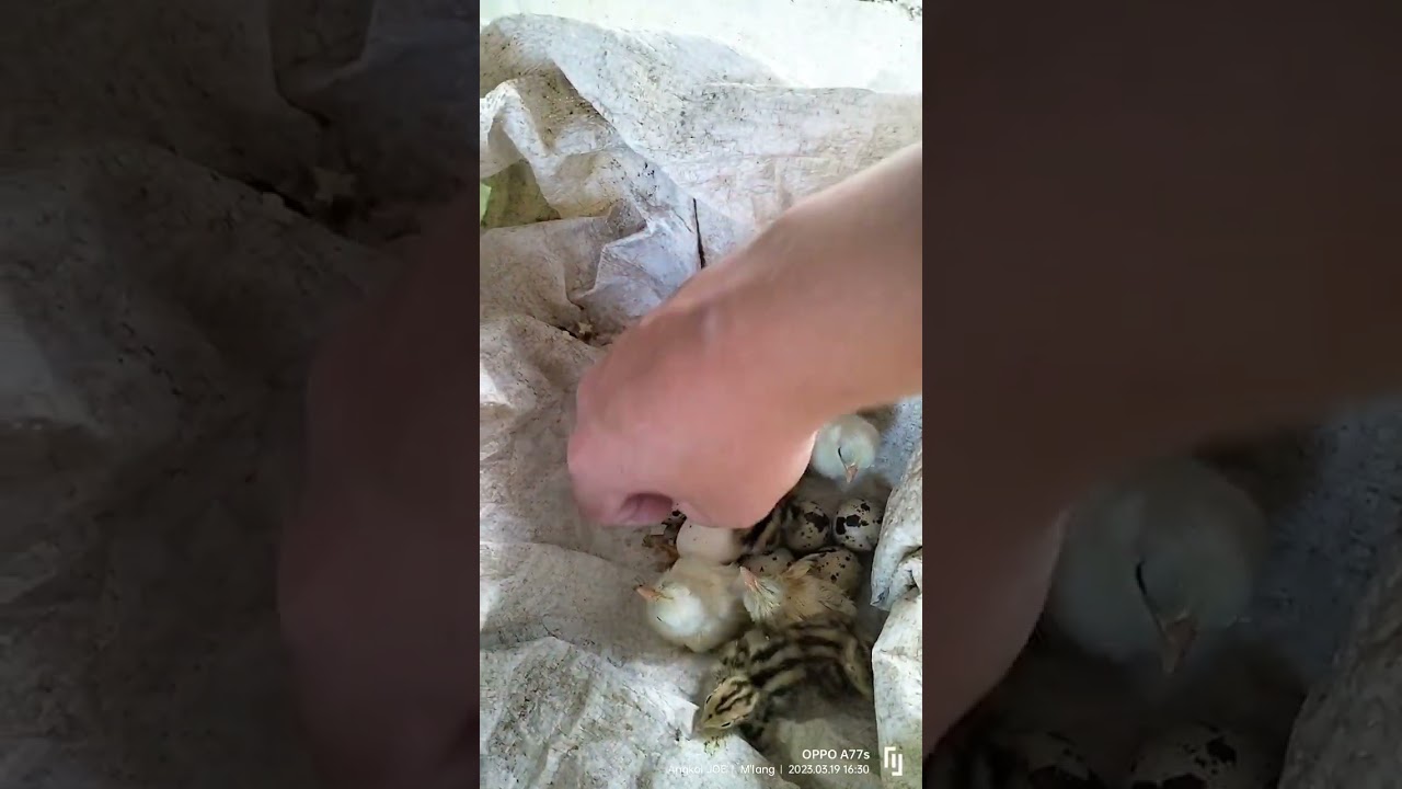 Bantam Chicken X Pugo eggs