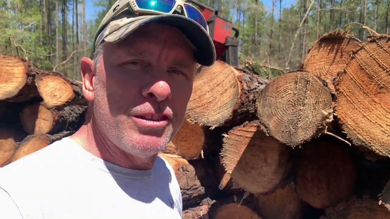 From Pine Forest to Food Plot.