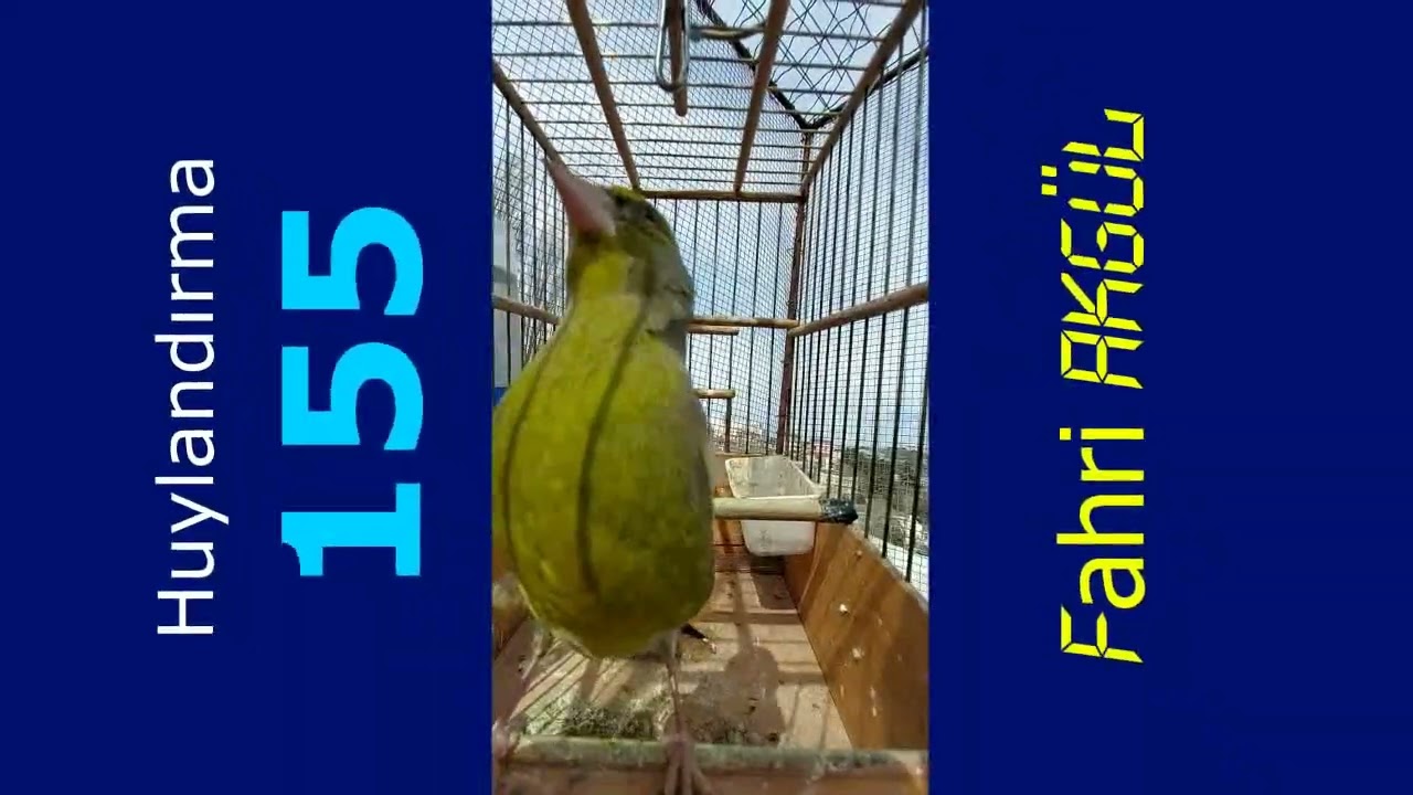 Fahri AKGÜL - Flurya Huylandırma 155