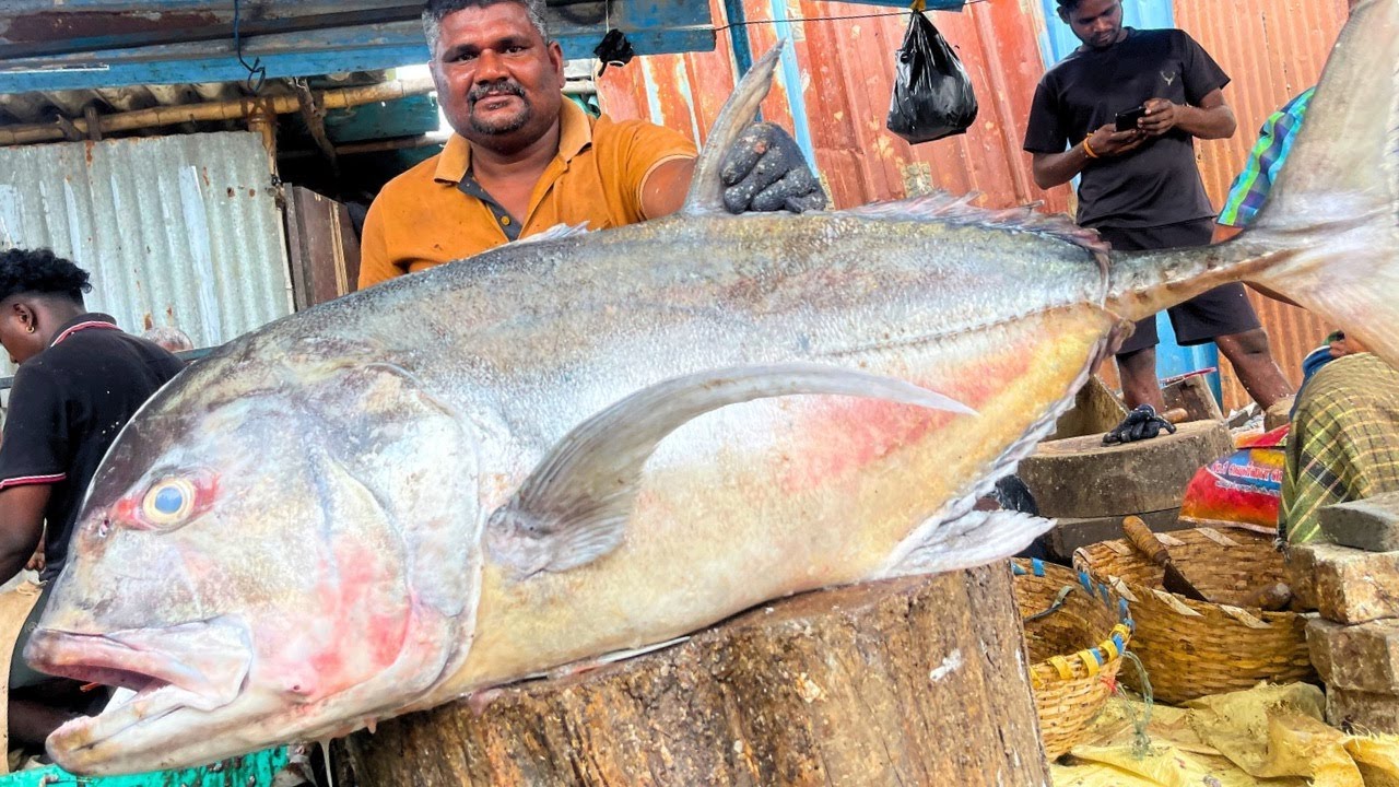 50 KG BIG MONSTER-SIZED TREVALLY FISH CUTTING VIDEO | UK SONS MARINE