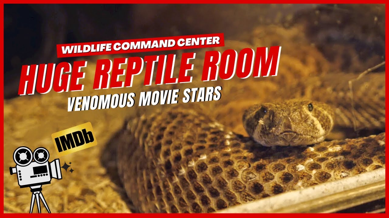 CRAZY Reptile Collection Tour - Wildlife Command Center