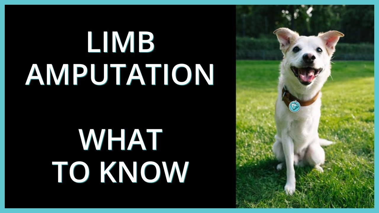 Limb Amputation for Your Dog or Cat: What to Know