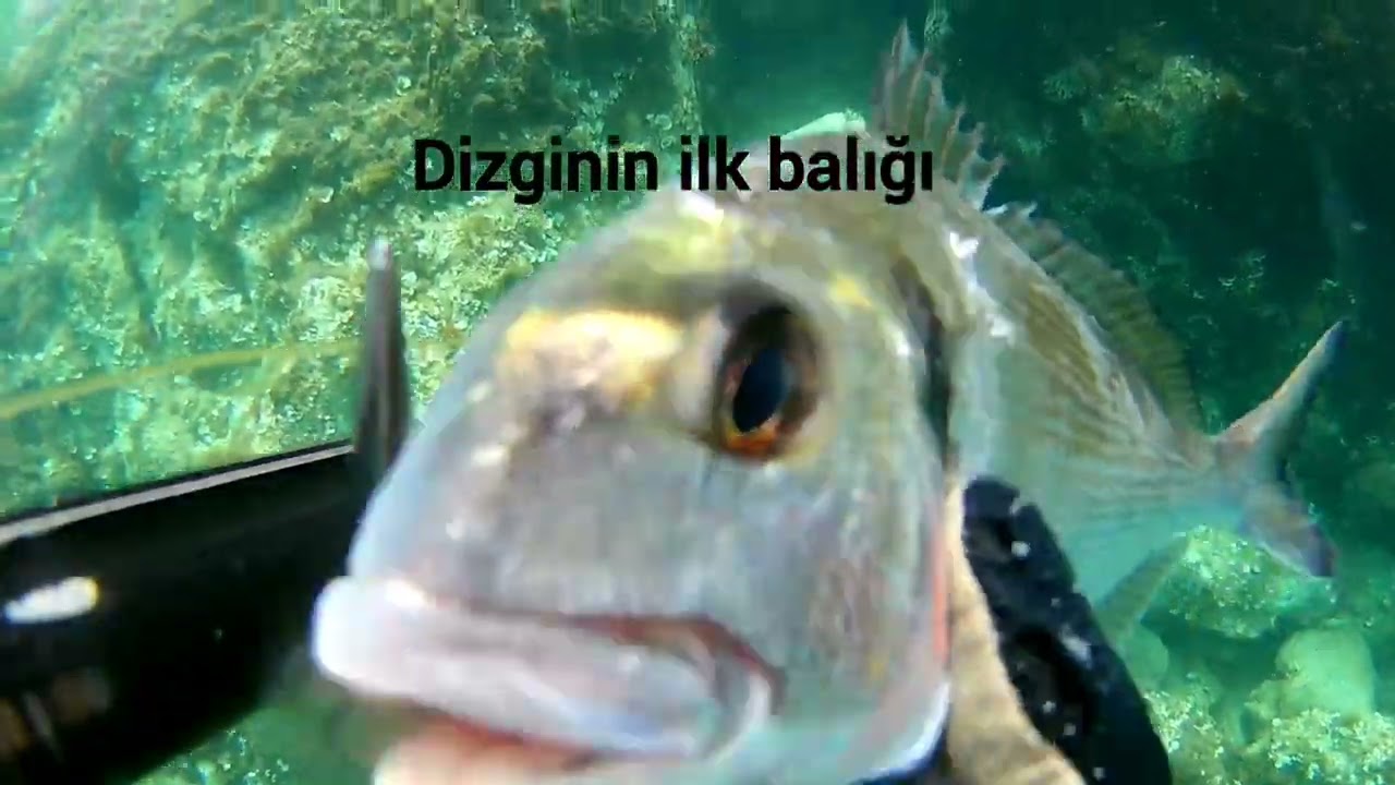 Zıpkınla balık avı | sığ su avı | izmir