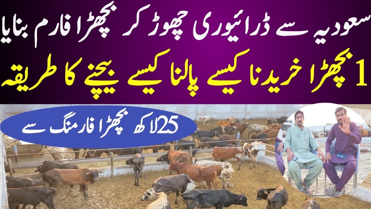 Cattle Farming Business idea in pakistan 2024