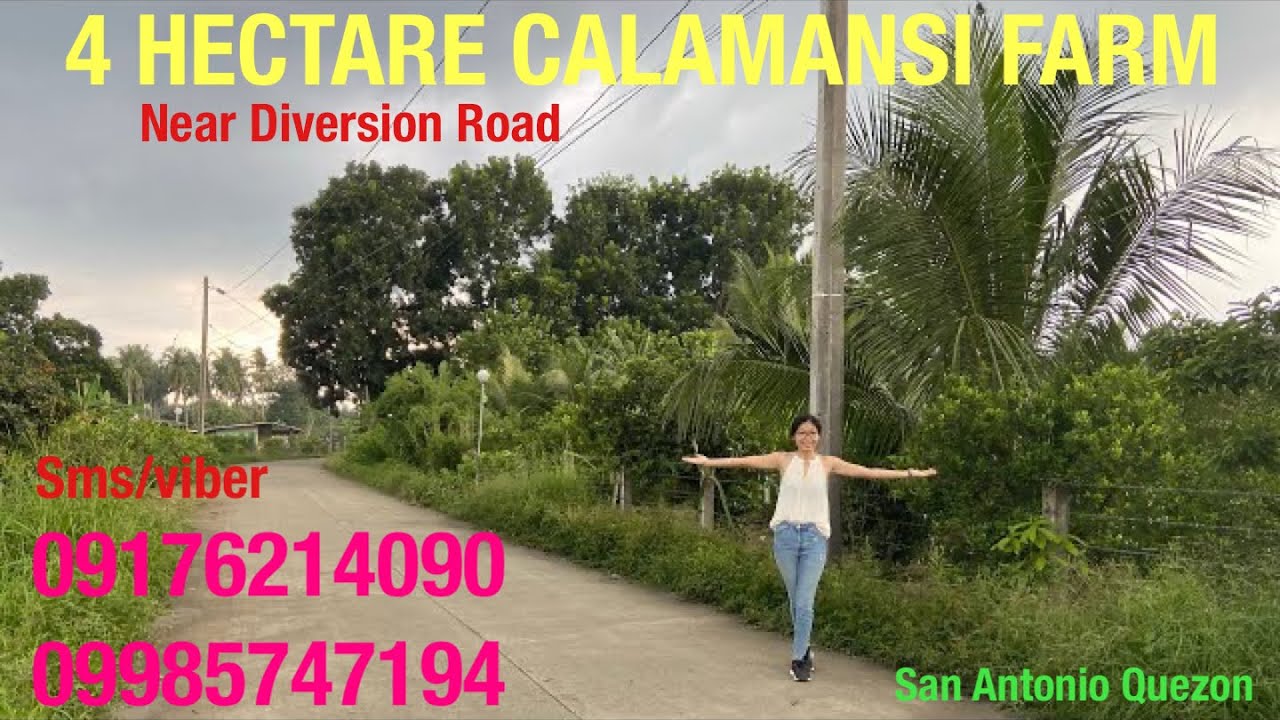 Vlog483: 4 HECTARE CALAMANSI FARM WITH MOUNTAIN VIEW FOR SALE IN SAN ANTONIO QUEZON PHILIPPINES
