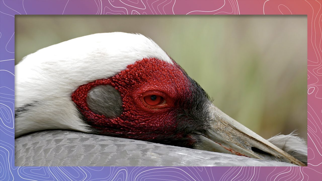 White-naped Cranes Call to Each Other in Impressive Courtship Behavior