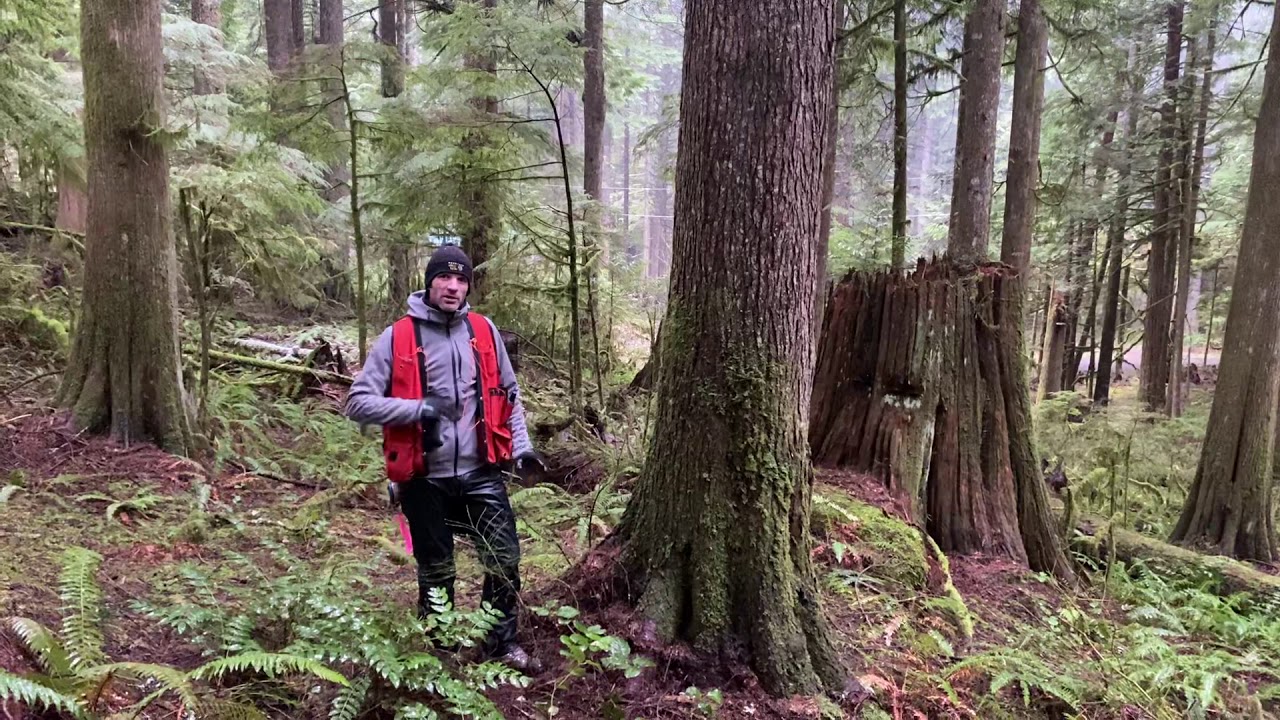 Measuring Tree Height on a Slope
