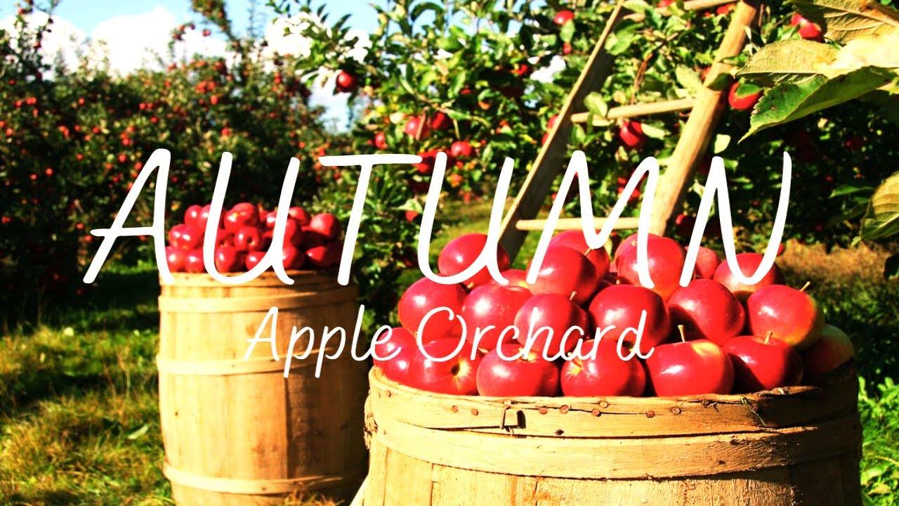 Autumn Orchard - Calming Music for Focus & Stress Relief - Peaceful Relaxation - Fall Ambience 2025