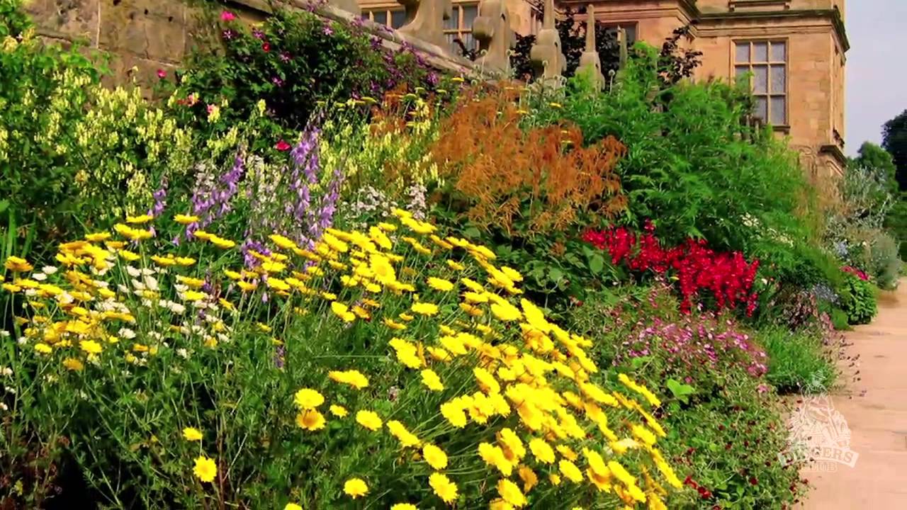 Pruning perennial flowers