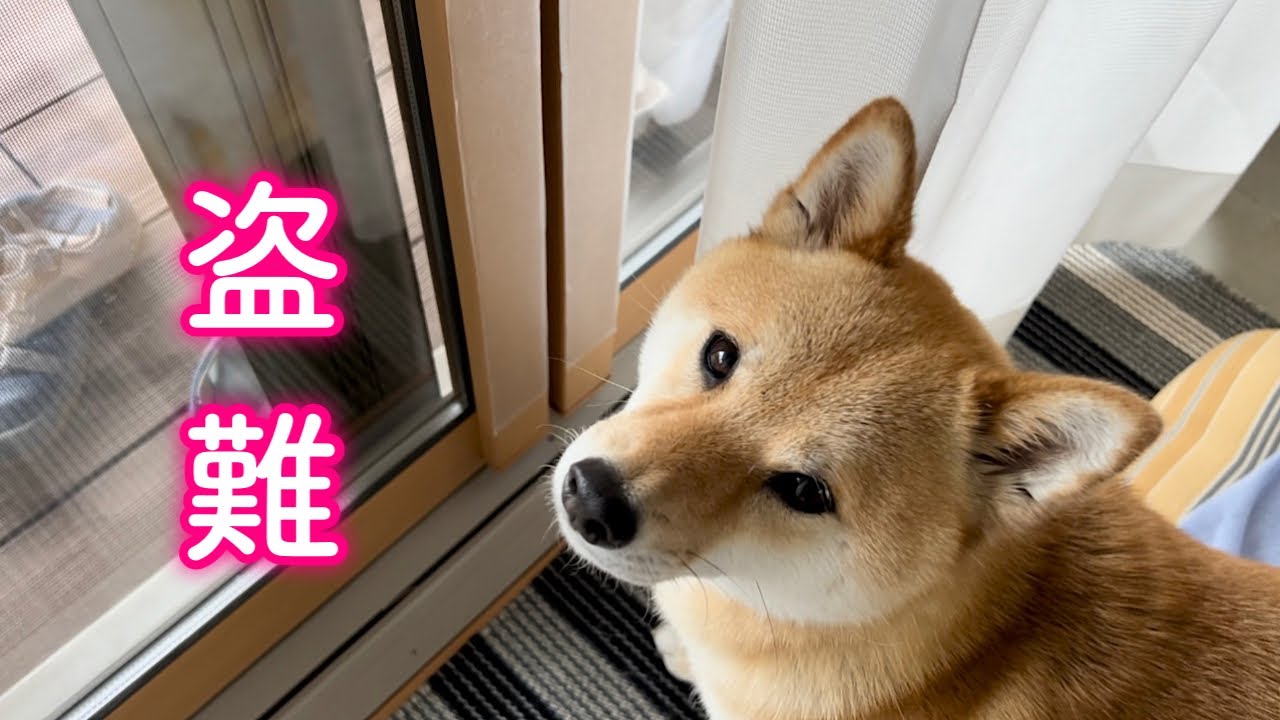 庭に侵入者が現れ大事なものが奪われてしまいました…