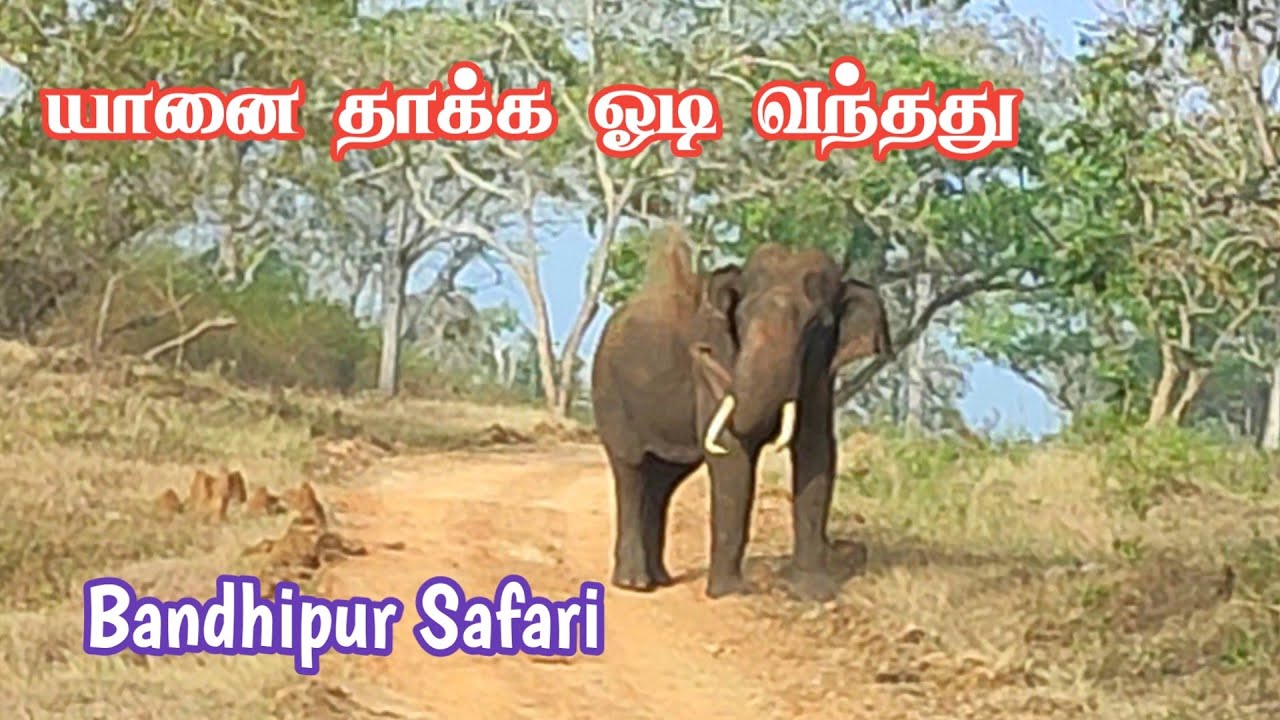 Elephant Attack in  Bandhipur Safari | வழியை மறித்த ஒற்றை காட்டு யானை | Jolly Trip