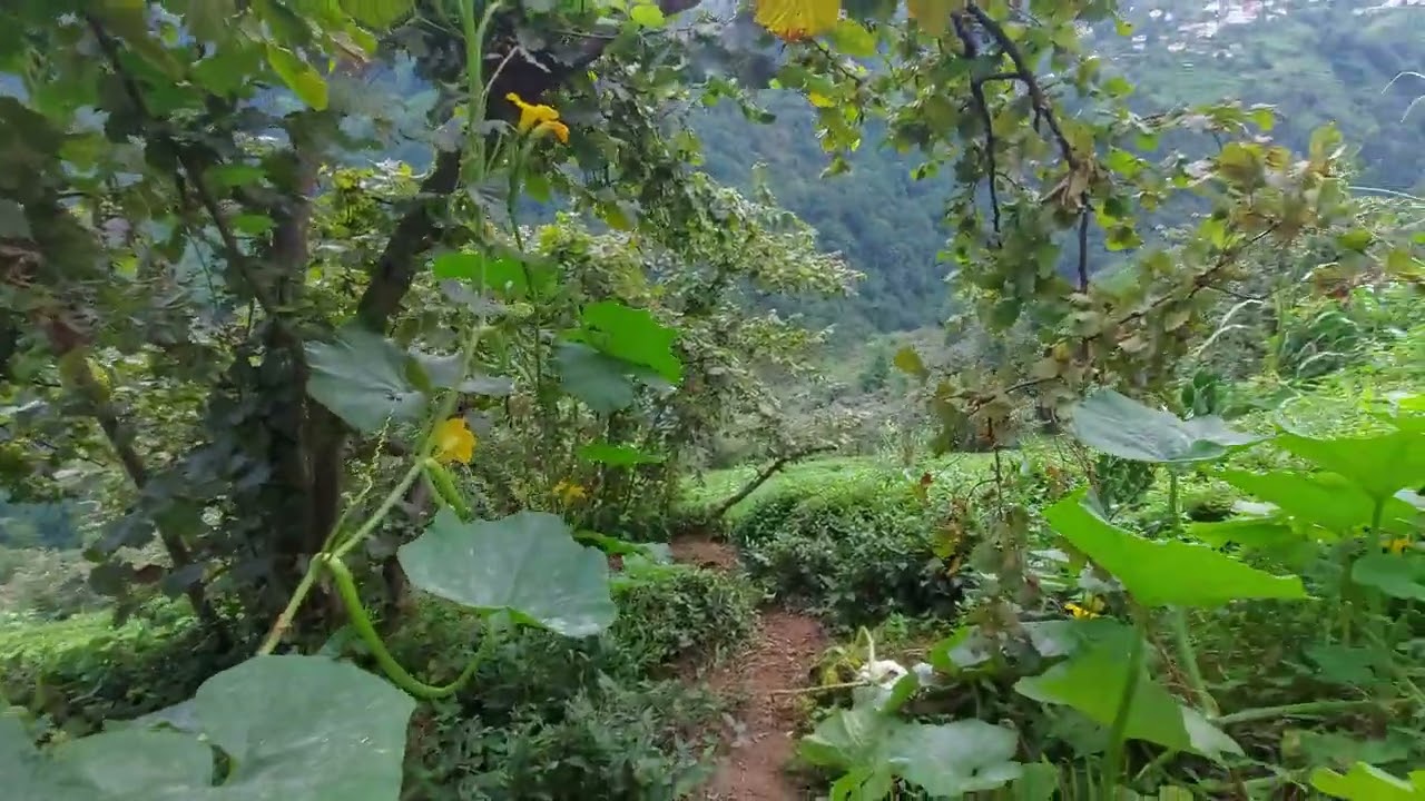Giresun eynesil belen köyü