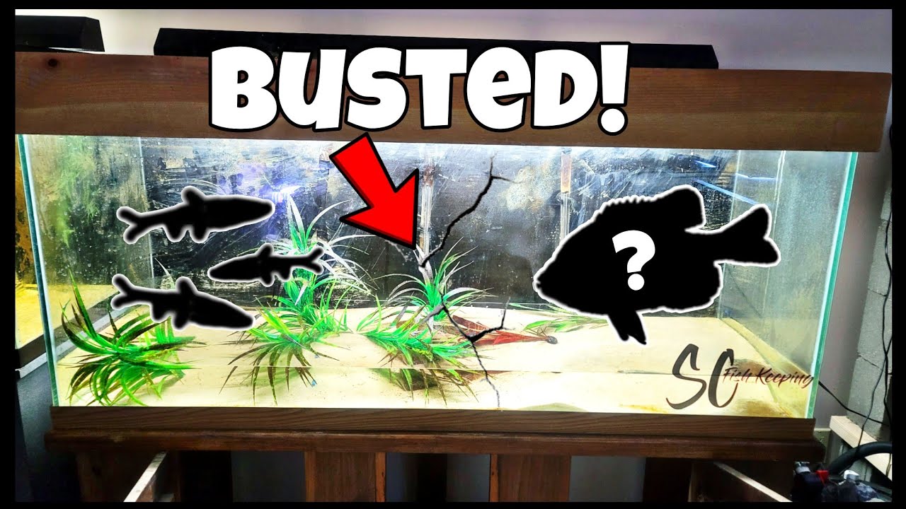Fish Tank BREAKS While Setting Up Native Fish Aquarium!