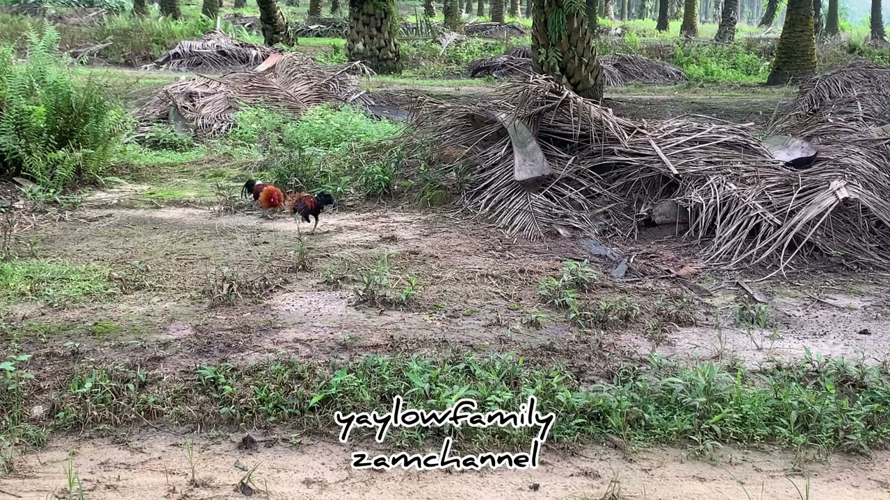 PIKAT AYAM HUTAN SI STYLO TAPAU KE-1 LAMAN BUCU DAPUR PAK MAON
