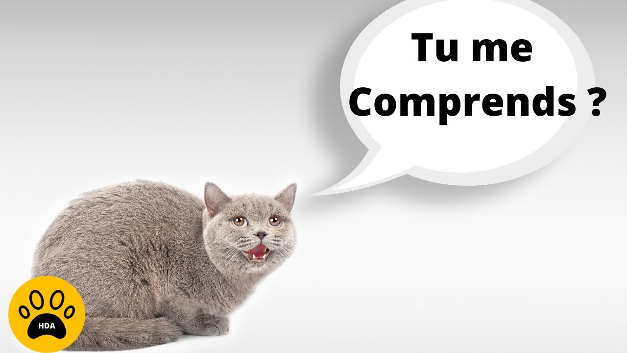 Comment Mieux Comprendre son Chat 👉 D&eacute;couvrez Ces Astuces Infaillibles