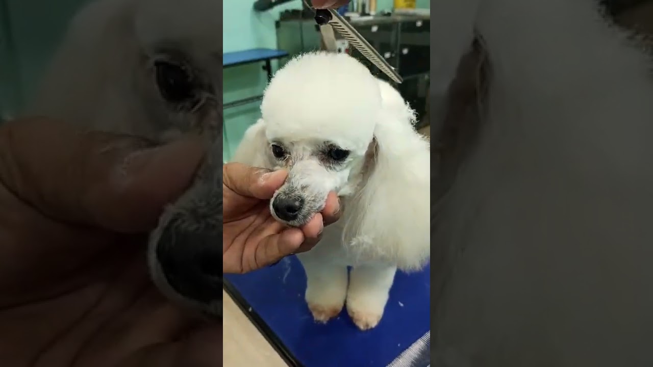 PASSO A PASSO DE COMO FAZER TOPETE DE POODLE. / GROOMER ALEX OLIVEIRA